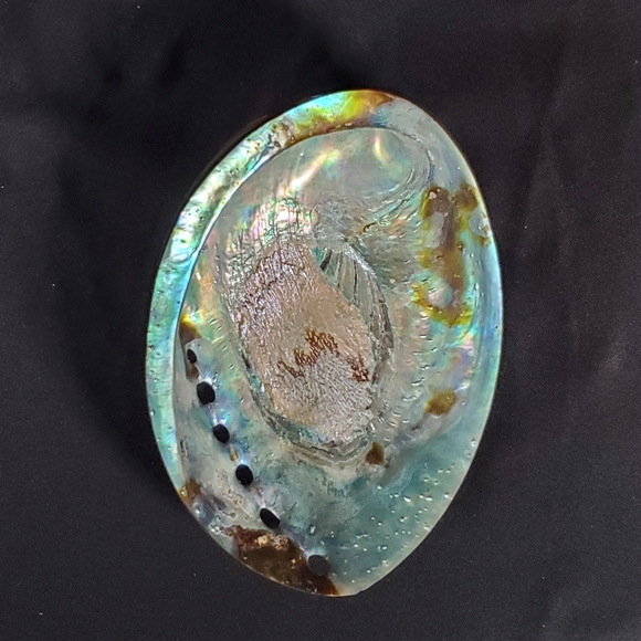 Opalized Abalone Shell - Picture 2 of 8